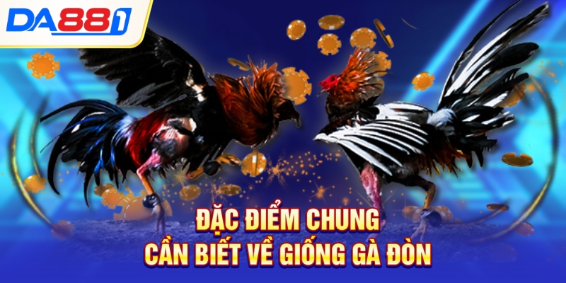 Đặc điểm chung cần biết về giống gà đòn Đặc điểm chung cần biết về giống gà đòn