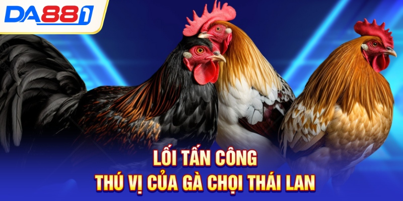 Lối tấn công thú vị của gà chọi Thái Lan Lối tấn công thú vị của gà chọi Thái Lan